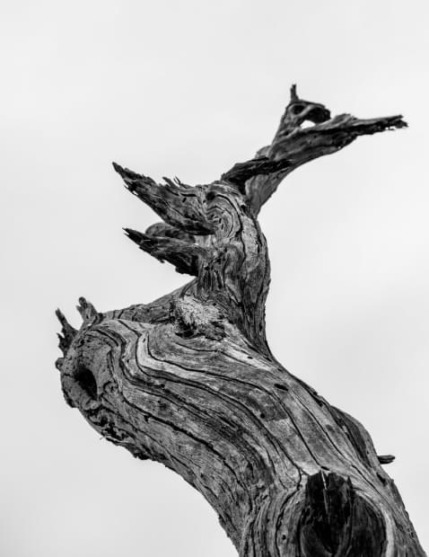 branch