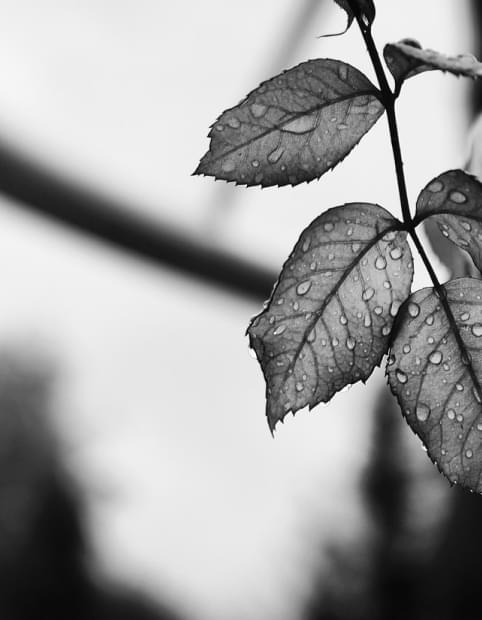 leaves